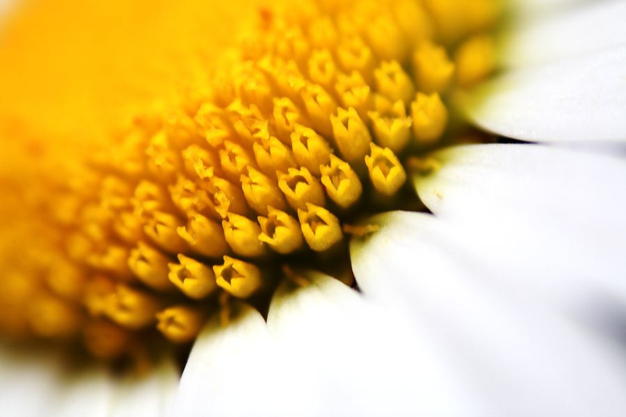 Naturalezza